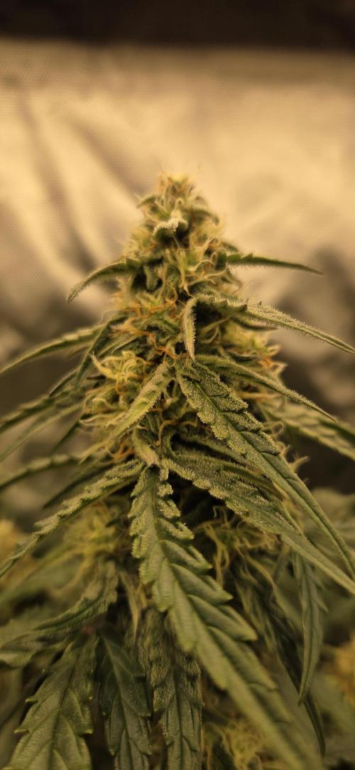 Milky Way F1. Week 10