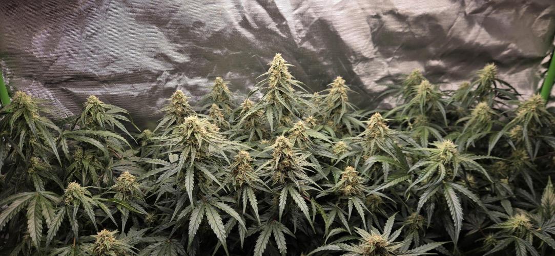 Milky Way F1. Week 10