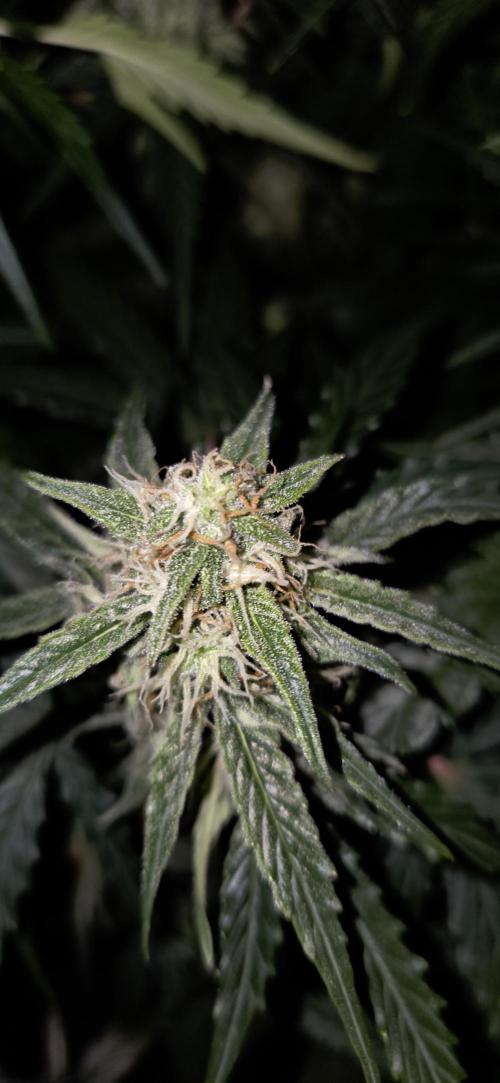 Milky Way F1. Week 10