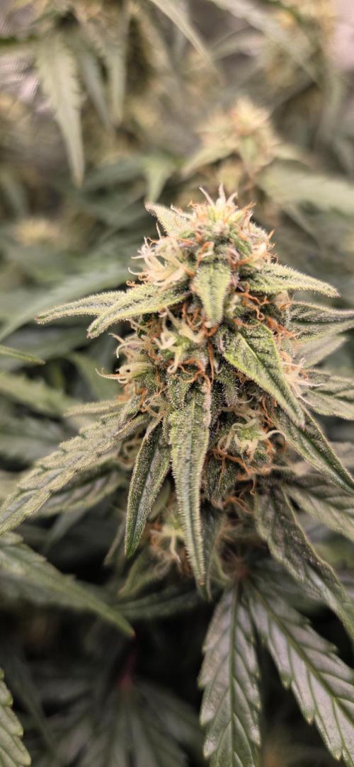 Milky Way F1. Week 10
