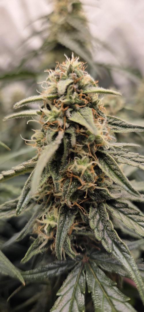 Milky Way F1. Week 10