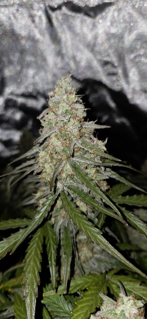 Milky Way F1. Week 12