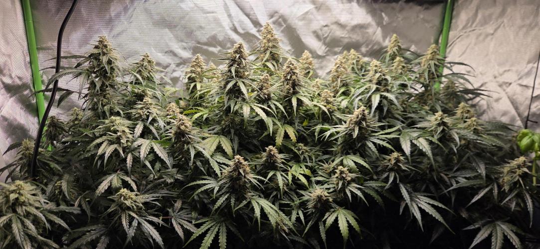 Milky Way F1. Week 12