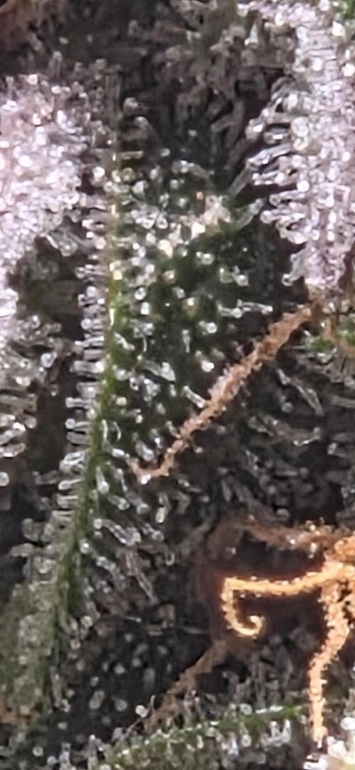 Milky Way F1. Week 12