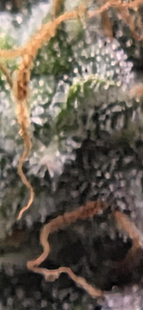 Milky Way F1. Week 12