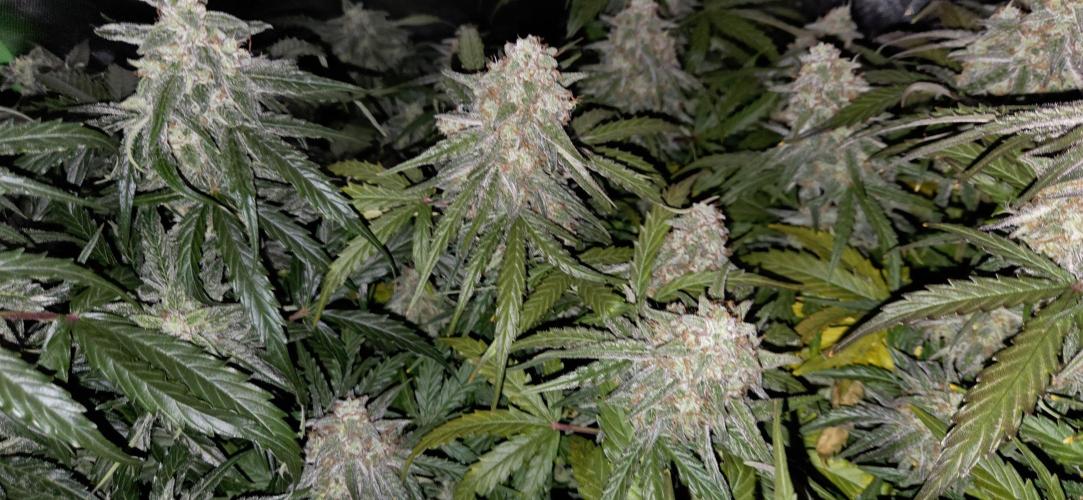 Milky Way F1. Week 12