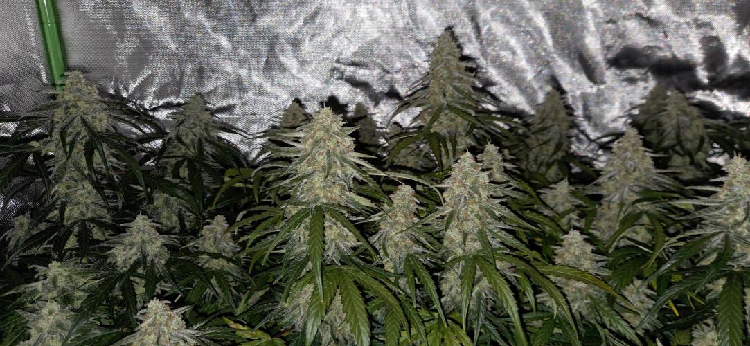 Milky Way F1. Week 12