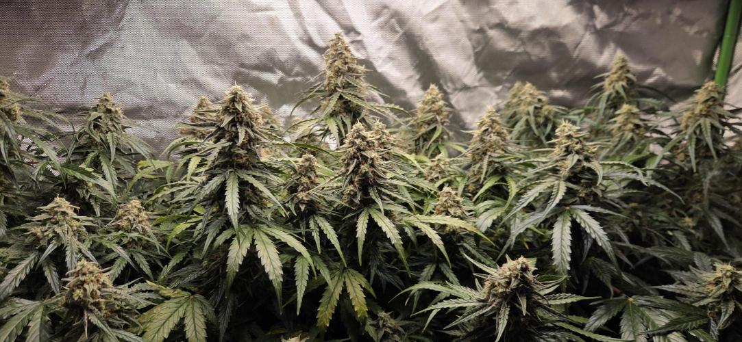 Milky Way F1. Week 12
