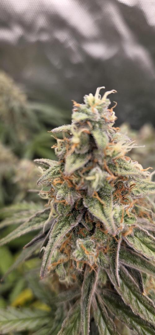 Milky Way F1. Week 12