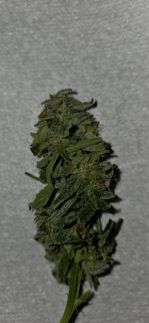 Milky Way F1. Week 13