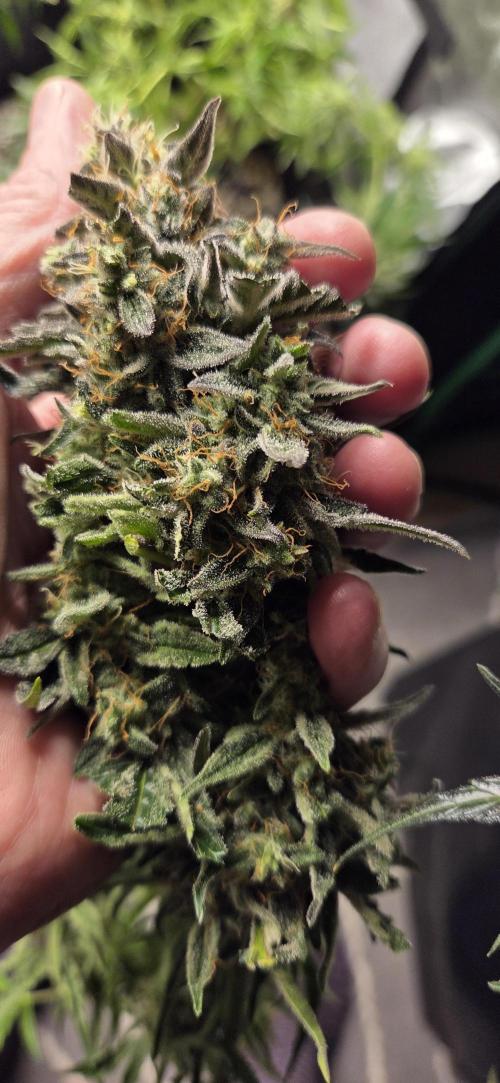 Milky Way F1. Week 13