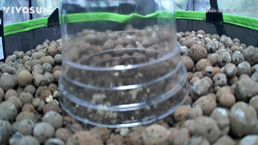 Fastbuds: Lemon Cherry Cookies Auto. Week 0 - Tap root was just barely poking out and had to leave for work so I planted it