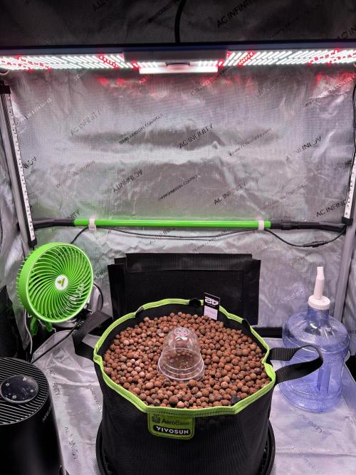 Fastbuds:  Lemon Cherry Cookies Auto. Week 0 - 7 gallon mesh bag