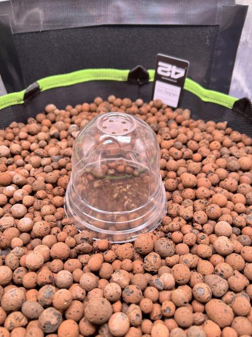 Fastbuds:  Lemon Cherry Cookies Auto. Week 0 - Will be another day or so for seed to emerge 