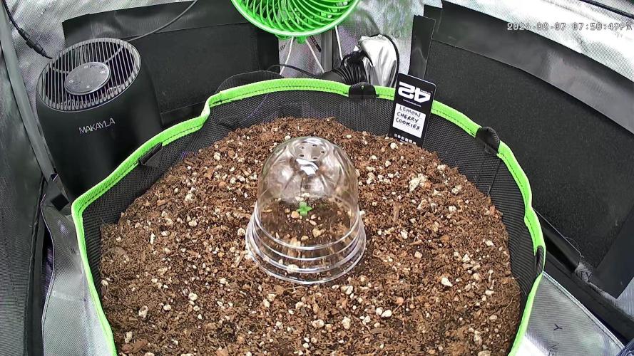 Fastbuds:  Lemon Cherry Cookies Auto. Week 1 - Seed took a while to come out and had a helmet I had to remove.