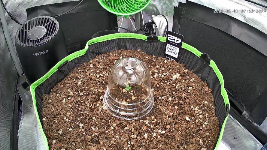 Fastbuds:  Lemon Cherry Cookies Auto. Week 1 - I removed the expanded clay pellet mulch it was a pain in the ass