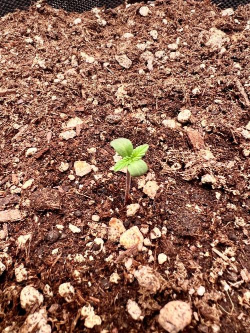 Fastbuds:  Lemon Cherry Cookies Auto. Week 1 - Hard to keep the humidity above 60% I have to keep the humidity dome on 
