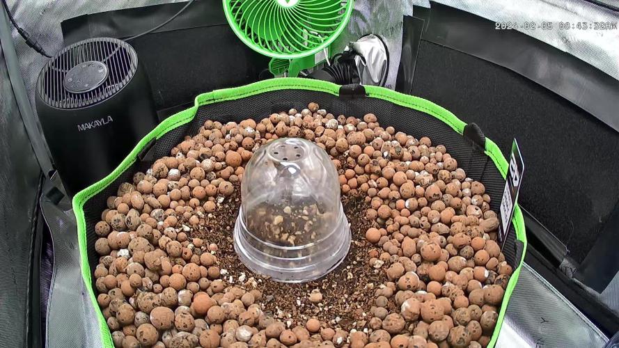 Fastbuds:  Lemon Cherry Cookies Auto