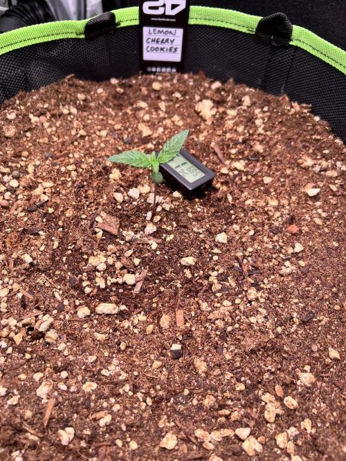 Fastbuds:  Lemon Cherry Cookies Auto. Week 2