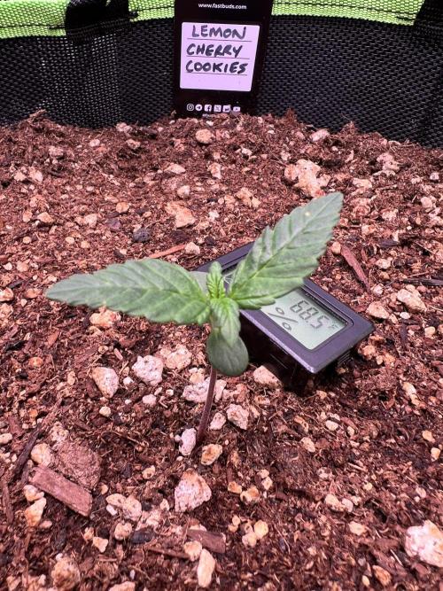 Fastbuds:  Lemon Cherry Cookies Auto. Week 2 - Growing slow but letting it do it’s thing 