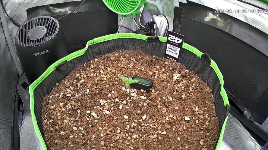 Fastbuds:  Lemon Cherry Cookies Auto