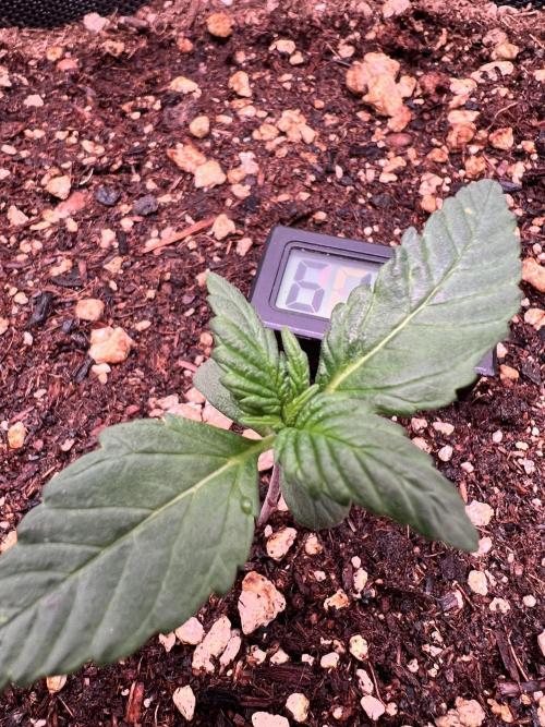 Fastbuds:  Lemon Cherry Cookies Auto. Week 2 - Day 10