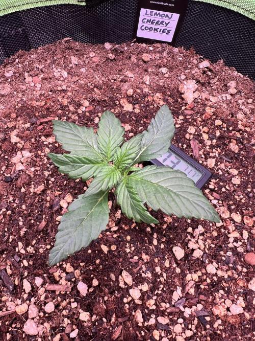 Fastbuds:  Lemon Cherry Cookies Auto. Week 2 - Day 14, one leaf not developed and the other has a weird bend to it