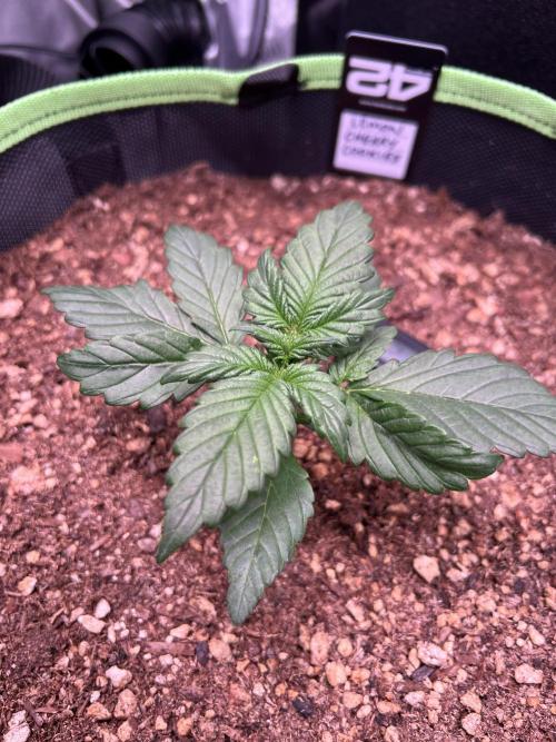 Fastbuds:  Lemon Cherry Cookies Auto. Week 3 - Day 16