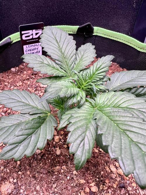 Fastbuds:  Lemon Cherry Cookies Auto. Week 3 - Day 20
