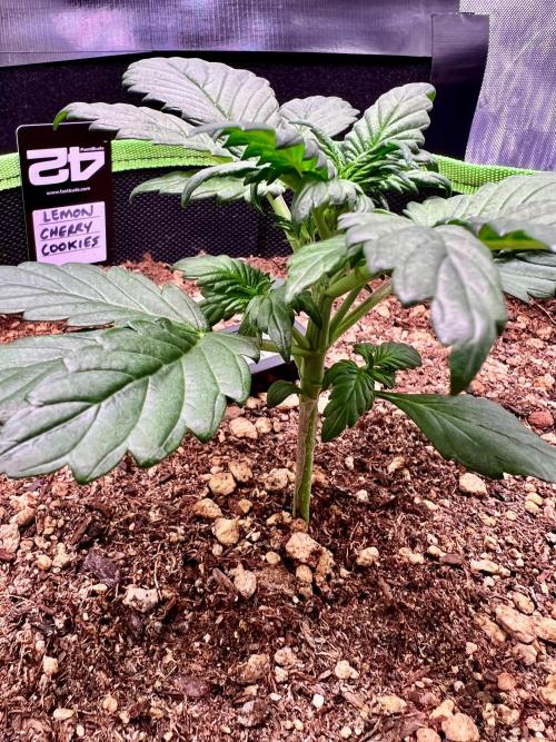 Fastbuds:  Lemon Cherry Cookies Auto. Week 3 - Day 20