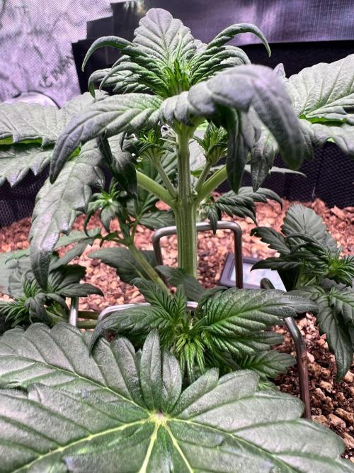 Fastbuds:  Lemon Cherry Cookies Auto. Week 4 - Day 24