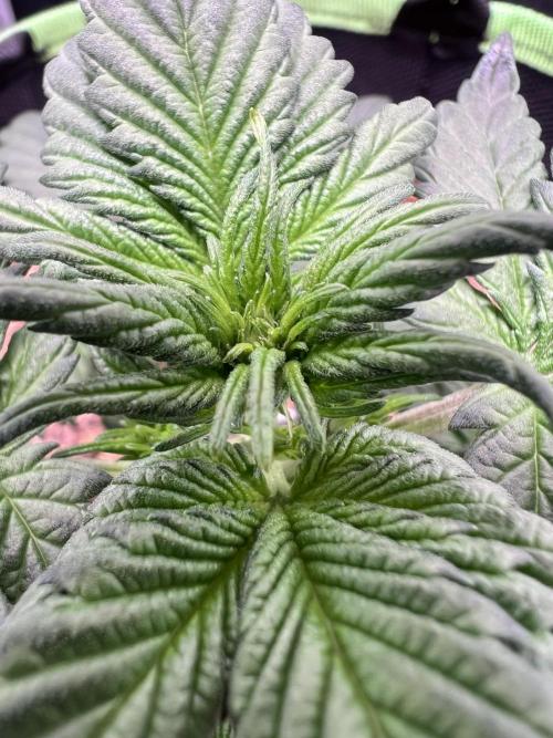 Fastbuds:  Lemon Cherry Cookies Auto. Week 4 - Day 24
