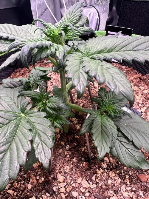 Fastbuds:  Lemon Cherry Cookies Auto. Week 4 - Day 24
