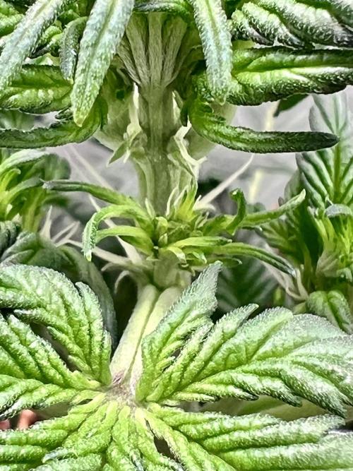 Fastbuds:  Lemon Cherry Cookies Auto. Week 4 - Day 25 first signs of pre-flower