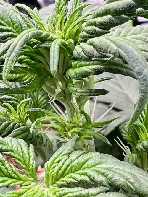 Fastbuds:  Lemon Cherry Cookies Auto. Week 4 - Day 25 pre-flower