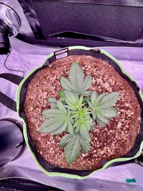 Fastbuds:  Lemon Cherry Cookies Auto. Week 4 - Day 25