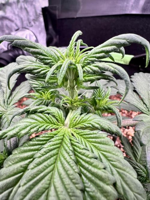 Fastbuds:  Lemon Cherry Cookies Auto. Week 4 - Day 25