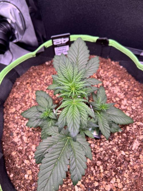 Fastbuds:  Lemon Cherry Cookies Auto. Week 4 - Trimmed the top two fan leaves blocking the bud sites below it.