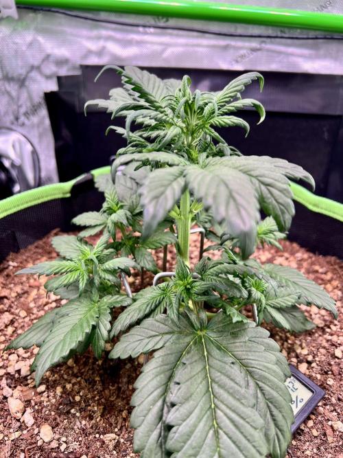 Fastbuds:  Lemon Cherry Cookies Auto. Week 5 - Day 27