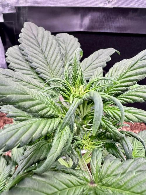 Fastbuds:  Lemon Cherry Cookies Auto. Week 5 - Day 27