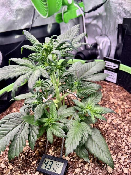 Fastbuds:  Lemon Cherry Cookies Auto. Week 5 - Day 27