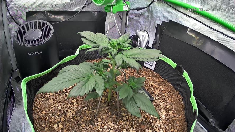 Fastbuds:  Lemon Cherry Cookies Auto
