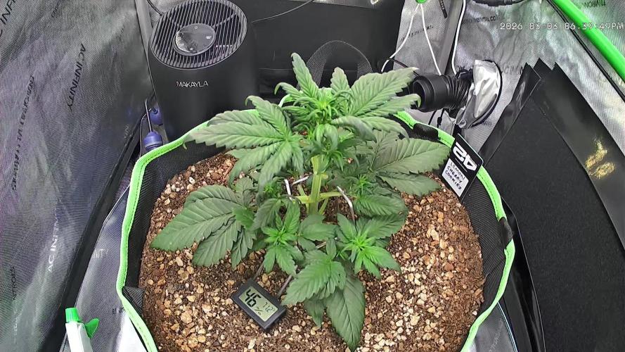 Fastbuds:  Lemon Cherry Cookies Auto