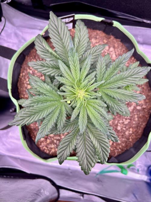 Fastbuds:  Lemon Cherry Cookies Auto. Week 5 - Day 31, last day of week 1 flower