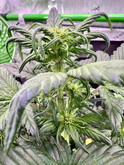 Fastbuds:  Lemon Cherry Cookies Auto. Week 5 - Day 31, last day of week 1 flower