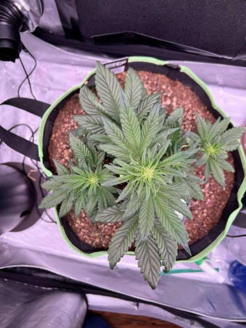 Fastbuds:  Lemon Cherry Cookies Auto. Week 6 - Day 32 start of week 2 flower