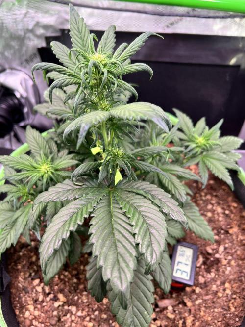 Fastbuds:  Lemon Cherry Cookies Auto. Week 6 - Day 32 start of week 2 flower