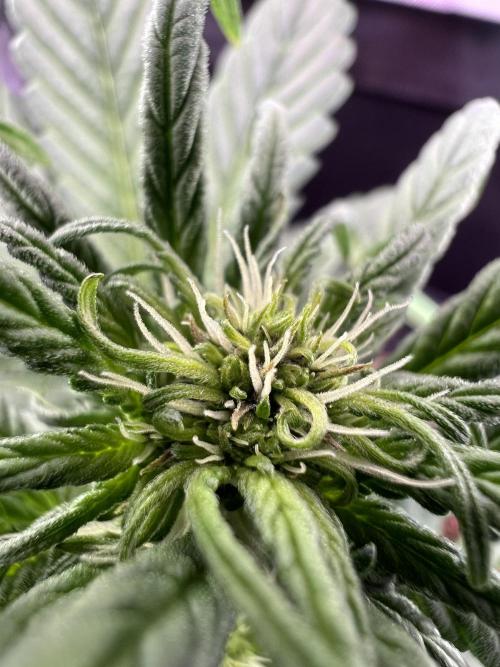 Fastbuds:  Lemon Cherry Cookies Auto. Week 6 - Day 32 start of week 2 flower