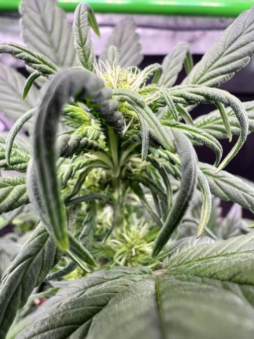 Fastbuds:  Lemon Cherry Cookies Auto. Week 6 - Day32 start of week 2 flower
