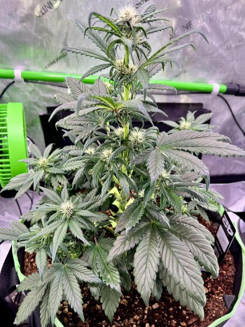 Fastbuds:  Lemon Cherry Cookies Auto. Week 6 - Day 38 end of week 2 flower